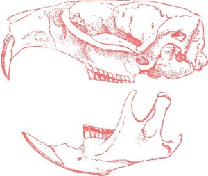 Clyo Mendoza - Poemas