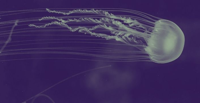 Mateo Mansilla Moya - Literatura