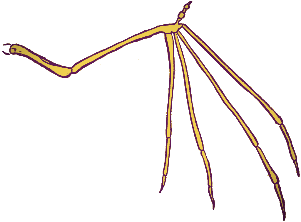 Poesía - Olivia Rico